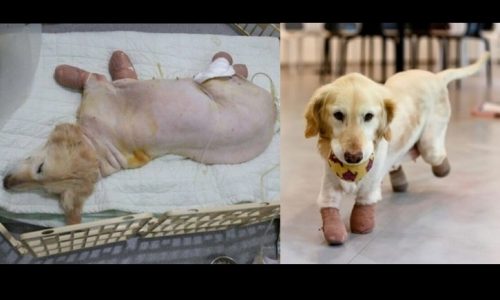 Το σκυλάκι που έχασε τα άκρα του από κακοποίηση, είχε δεύτερη ευκαιρία στη ζωή και υιοθετήθηκε!