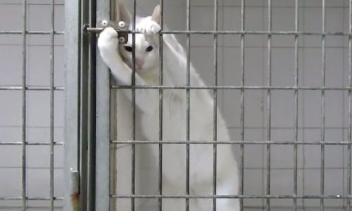 Η απόδραση αυτής της γάτας από το κλουβί θα σας αφήσει άφωνους! (video)