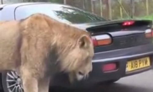Τρελό: Λιοντάρι… μασούλησε αυτοκίνητο! (video)
