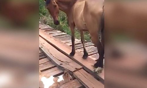 Η διάσωση του μικρού παγιδευμένου αλόγου είναι ό,τι πιο γλυκό θα δείτε σήμερα! (video)
