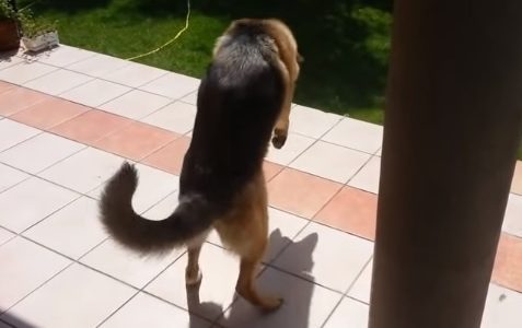 Η ξεκαρδιστική αντίδραση του γερμανικού ποιμενικού που μόλις ανακάλυψε τη σκιά του! (video)
