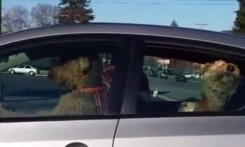 Άφησε για λίγο μόνα τα σκυλιά στο αμάξι! Δεν πίστευε αυτό που είδε όταν επέστρεψε! (video)