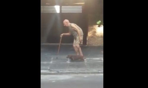 Το υπομονετικό σκυλάκι περπατάει αργά για να συμβαδίζει με τον ιδιοκτήτη του! (video)