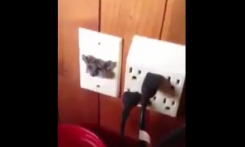Απίστευτο! Δείτε το ποντίκι που πιάστηκε στην… πρίζα! (video)
