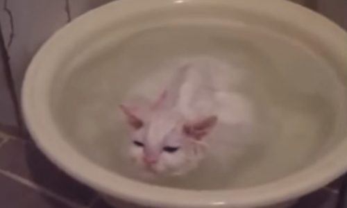 Δε θα πιστεύετε στα μάτια σας! Η γάτα δε θέλει να τη βγάλουν από το μπάνιο της! (video)