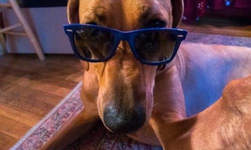 Νέα μόδα! Οι σκύλοι σε φωτογραφίες selfie! (photos)