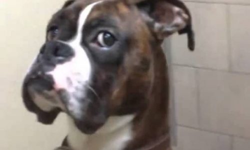 «Αυτό θα μου το πληρώσεις…» Το βλέμμα του σκυλάκου που τον πήγαν στον κτηνίατρο τα λέει όλα!