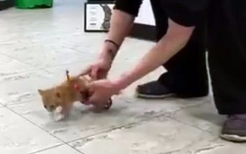 Συγκινητικό! Δείτε το παράλυτο γατάκι που συνειδητοποιεί ότι μπορεί να τρέξει ξανά! (video)