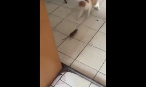 Το είδαμε κι αυτό! Ποντίκι κυνηγάει γάτα! (video)
