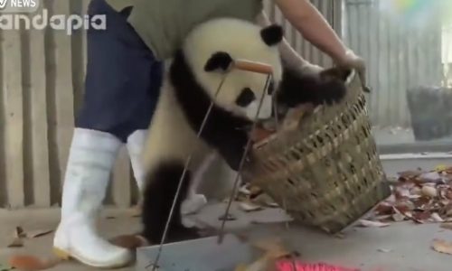 Η επίθεση των πάντα! Θα λυθείτε στα γέλια! (video)