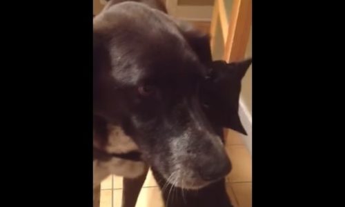 Απίστευτο! Η αντίδραση της γάτας όταν ξανασυνάντησε τον σκύλο μετά από 10 μέρες! (video)