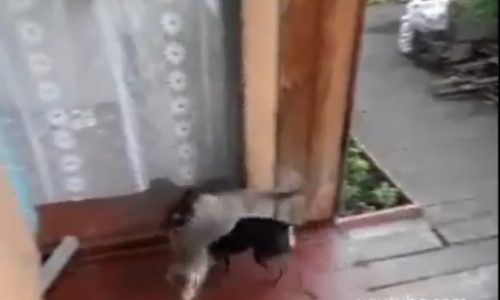Η γάτα ήθελε να μείνει κι άλλο έξω. Ο σκύλος όμως είχε άλλη άποψη! (video)