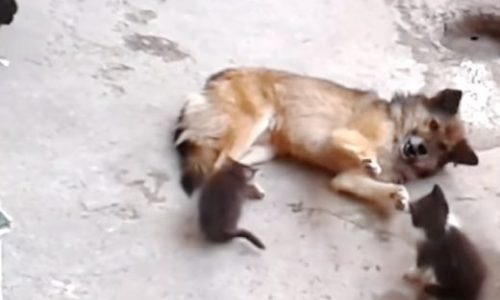 Η μαμά γάτα συναντά έναν φίλο απ’ τα παλιά και του γνωρίζει τα μικρά της! (video)