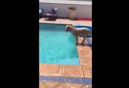 Απίστευτο! Δείτε τι σκαρφίστηκε ο σκυλάκος για να πιάσει το μπαλάκι! (video)