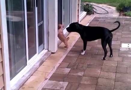 Το γλυκό κουτάβι μαθαίνει να χρησιμοποιεί το ειδικό πορτάκι για σκύλους! (video)