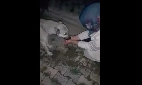 Ο διψασμένος σκυλάκος ευχαριστεί μια γυναίκα που του έδωσε νερό με τα χέρια της! (video)