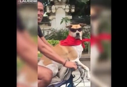 Αυτός είναι ο πιο... cool σκύλος στον πλανήτη! (video)