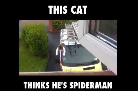 Η γάτα που πιστεύει πως είναι ο Spiderman! (video)