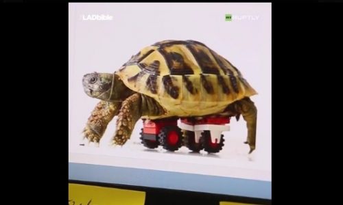 Η χελώνα μπορεί να περπατήσει ξανά χάρη στη βοήθεια ποδιών από LEGO! (video)