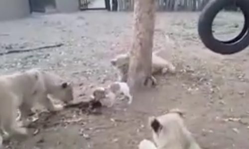Ξεκαρδιστικό! Το κουτάβι προστατεύει το φαγητό του από τρία λιοντάρια! (video)