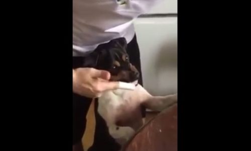 Εντυπωσιακό! Ο σκυλάκος χαμογελάει για να του βουρτσίσουν τα δόντια! (video)