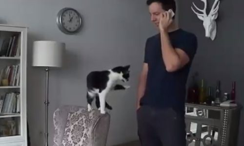 Αυτή είναι η πιο χαδιάρα γάτα στον κόσμο! (video)