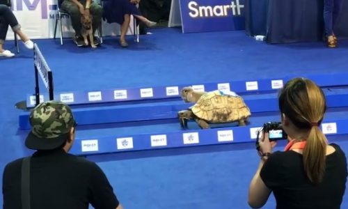 Ο λαγός και η χελώνα σε αληθινό αγώνα δρόμου! (video)
