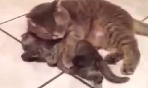 Όταν οι μαμάδες γίνονται υπερβολικές! (video)