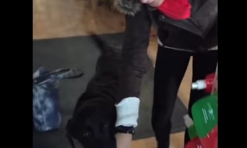 Ο σκυλάκος ξέρει ακριβώς πώς να ζητήσει τις λιχουδιές του! (video)