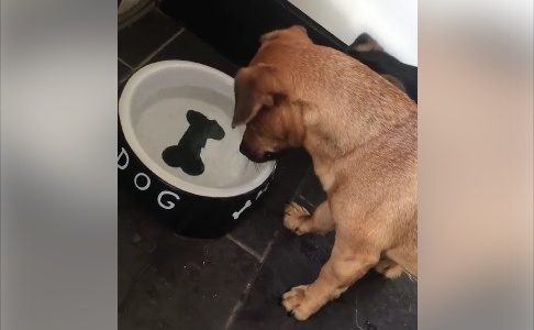 Επικό! Ο σκυλάκος θα φάει το κόκκαλο ο κόσμος να χαλάσει! (video)