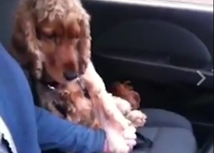 Αυτός είναι ο πιο τρυφερός σκυλάκος στον πλανήτη! (video)