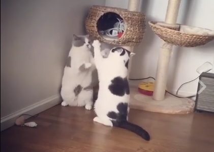 Έτσι λύνουν οι γάτες τις διαφορές τους! (video)