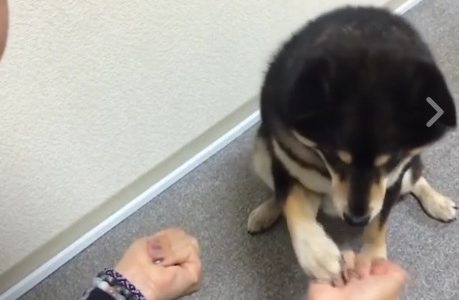 Ο σκυλάκος μαθαίνει από τα λάθη του! (video)