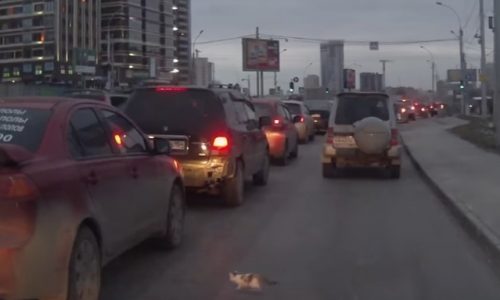 Αυτό το γατάκι είχε άγιο! (video)