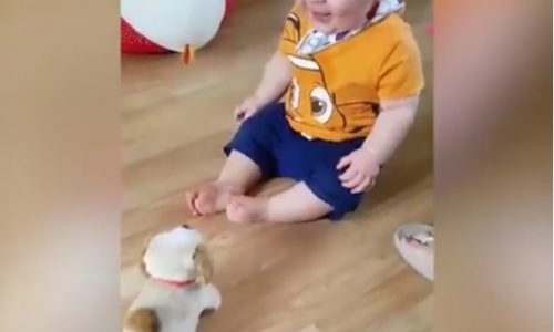 Απίθανο! Ο μπεμπάκος λατρεύει το καινούργιο του παιχνίδι! (video)