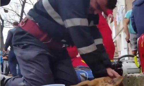Συγκινητικό! Ο πυροσβέστης σώζει τη ζωή του σκύλου με τεχνητή αναπνοή!