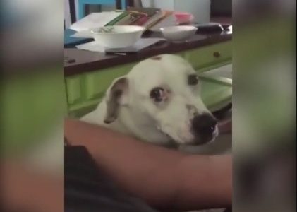 Ξεκαρδιστικό! Ο σκυλάκος νοιώθει ενοχές για την πράξη του! (video)