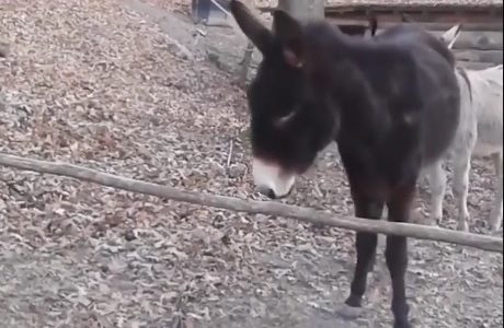 Δε θέλει κόπο, θέλει τρόπο! Ο τρίτος γάϊδαρος παραδίδει μαθήματα εξυπνάδας! (video)