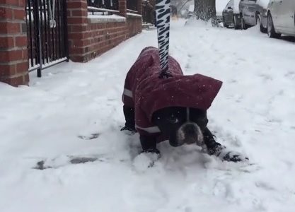 Ο σκυλάκος σιχαίνεται το χιόνι! (video)