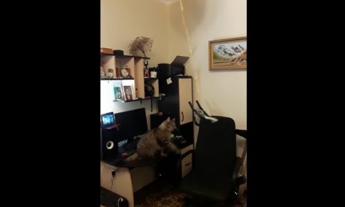 Πώς να κρατήσετε τη γάτα σας απασχολημένη για ώρες! (video)
