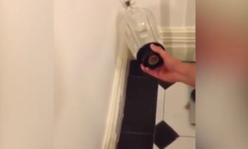 Προσπάθησαν να παγιδέψουν την αράχνη αλλά δε φαντάζεστε τι συνέβη! (video)