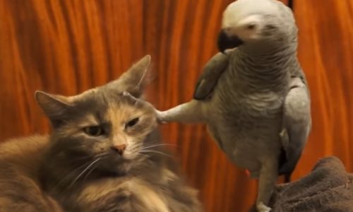 Κι η υπομονή έχει τα όριά της! (video)