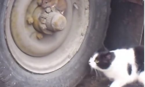 Επικό! Το ποντίκι ξεφεύγει από τη γάτα! (video)