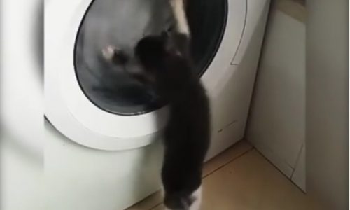 Το γατάκι επιτίθεται στο πλυντήριο ρούχων! Ό,τι πιο γλυκό θα δείτε σήμερα!