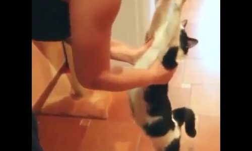 Η γατούλα ζητά αγκαλιές! Ό,τι πιο γλυκό θα δείτε σήμερα! (video)