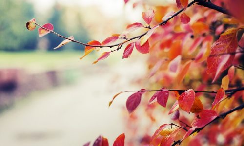 Ημερήσιες Προβλέψεις για όλα τα Ζώδια 24/9