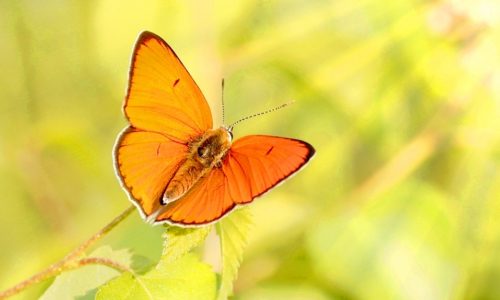 Ημερήσιες Προβλέψεις για όλα τα Ζώδια 19/03