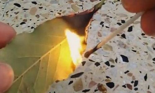 Κάψτε ένα φύλλο δάφνης στο σπίτι σας - Ο λόγος θα σας τρελάνει!
