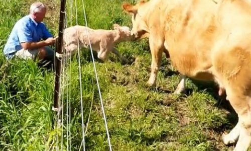 Συγκινητικό βίντεο: Αγελάδα ζητά από άνθρωπο να σώσει το μοσχαράκι της