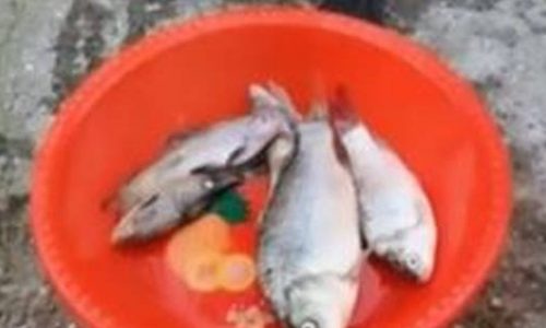 Όταν πεινάς σαν λύκος και σου φέρνουν επιτέλους φαγητό (vid)